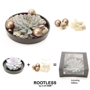 ROOTLESS Echeveria DIY X-mas, black bowl