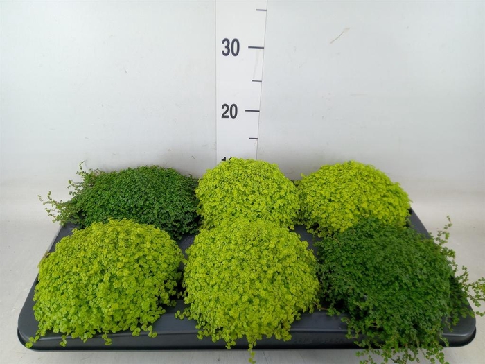 <h4>Soleirolia soleirolii   ...mix 2</h4>