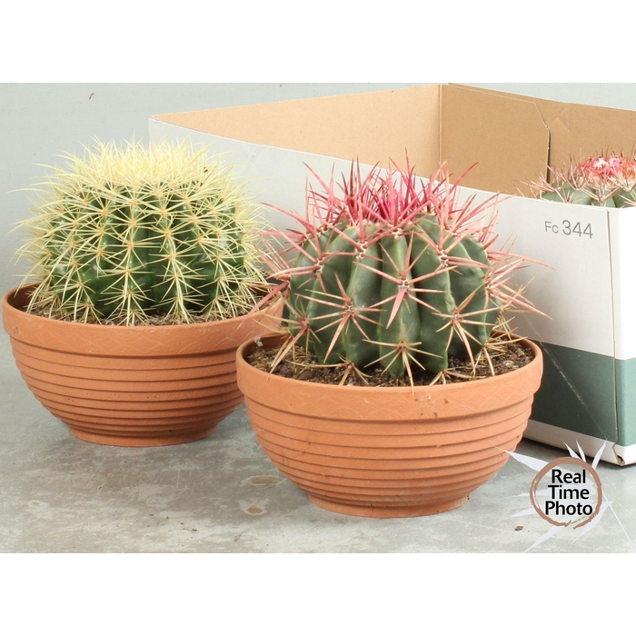 <h4>CACTUS OV</h4>