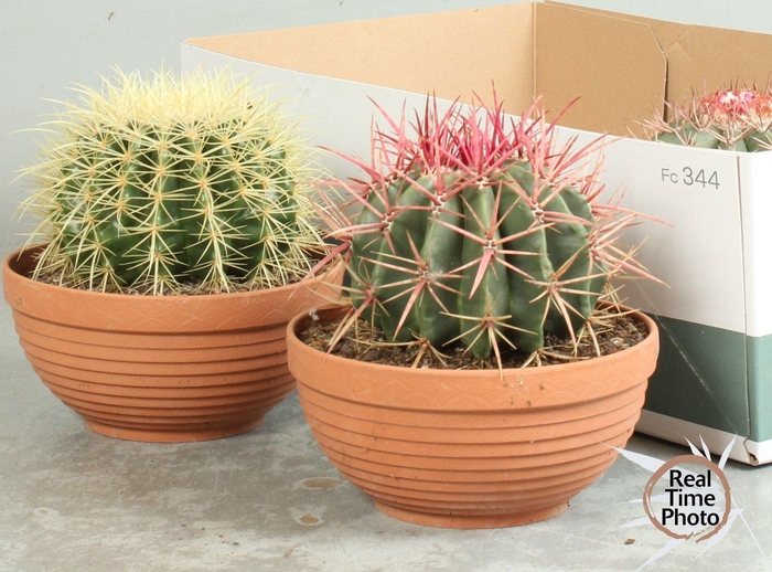 <h4>CACTUS OV</h4>