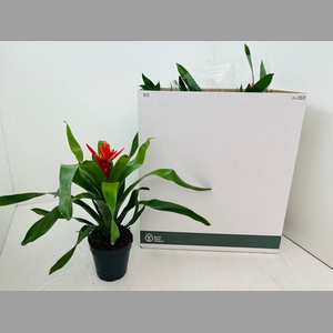 AECH ROZ ELEGANT RED
