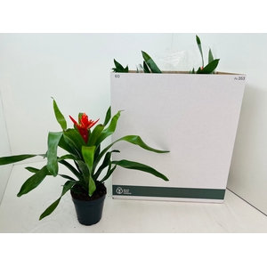 AECH ROZ ELEGANT RED