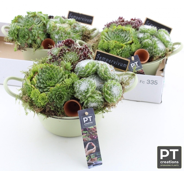 arr8 Arr Sempervivum In Zinken Kom