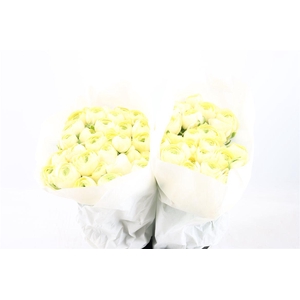 Ran Cloni Ex Commedia