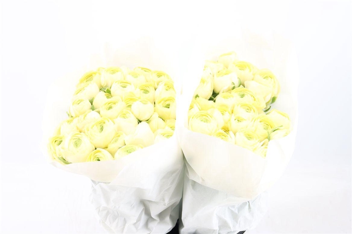 <h4>Ran Cloni Ex Commedia</h4>