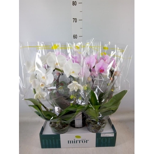 Phalaenopsis   ...mix  3