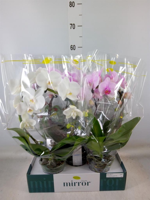 <h4>Phalaenopsis   ...mix  3</h4>