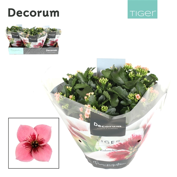 <h4>Kalanchoe Decorum Tiger - 23 cm Pink</h4>