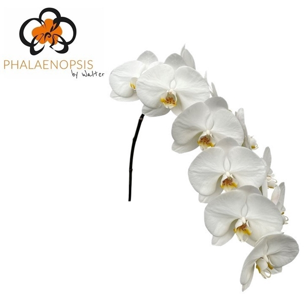 <h4>Phal Magnificent Maliha 10-14</h4>