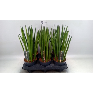 Sansevieria cyl.  ...