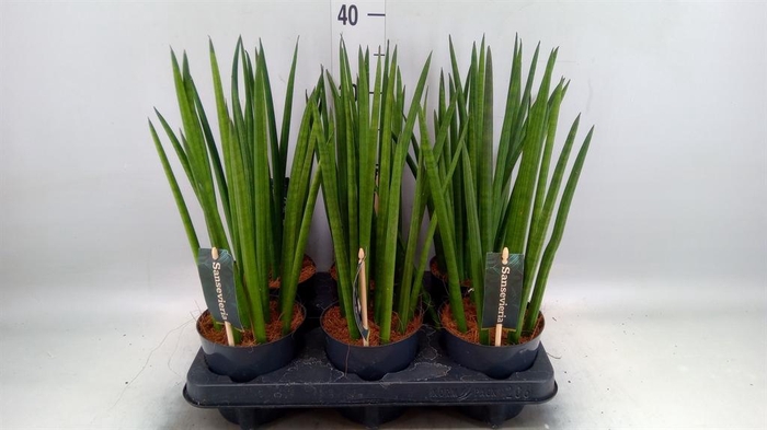 <h4>Sansevieria cyl.  ...</h4>