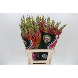 ANTIRRHINUM POTOMAC DARK ORANGE
