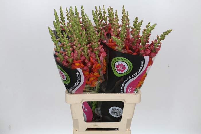 <h4>ANTIRRHINUM POTOMAC DARK ORANGE</h4>