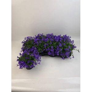 CAMP PORTENSCHLAGIAN