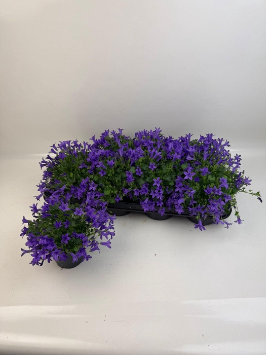 <h4>CAMP PORTENSCHLAGIAN</h4>