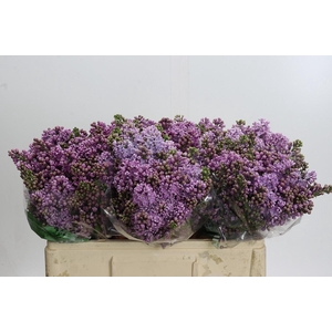Lilac Vulg Dark Koster