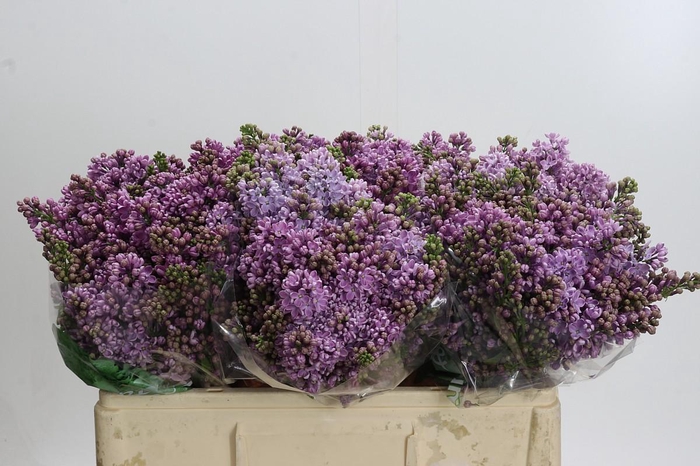 <h4>Lilac Vulg Dark Koster</h4>