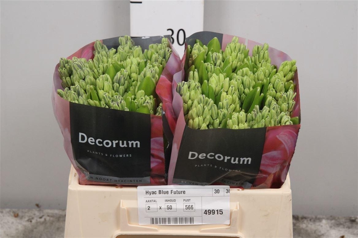 <h4>Hyac Blue Future</h4>