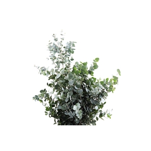 Cinerea Long Extra