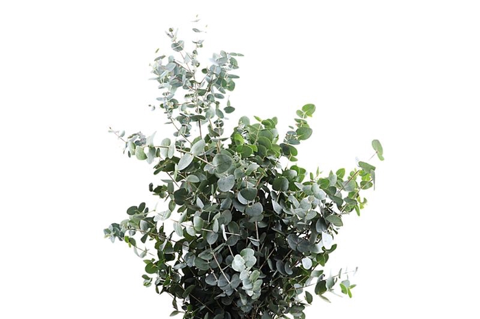 <h4>Cinerea Long Extra</h4>