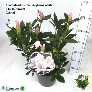 RHOD CAU CUNNINGH WH