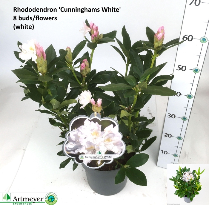 <h4>RHOD CAU CUNNINGH WH</h4>