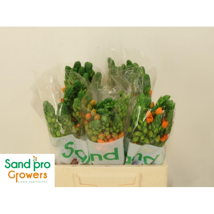 <h4>Ornit Db Sunray</h4>