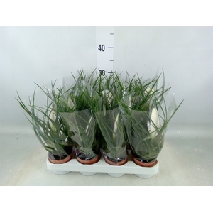 Tillandsia cyanea 'Biancini'