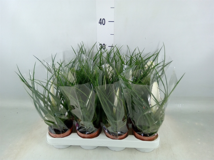 <h4>Tillandsia cyanea 'Biancini'</h4>