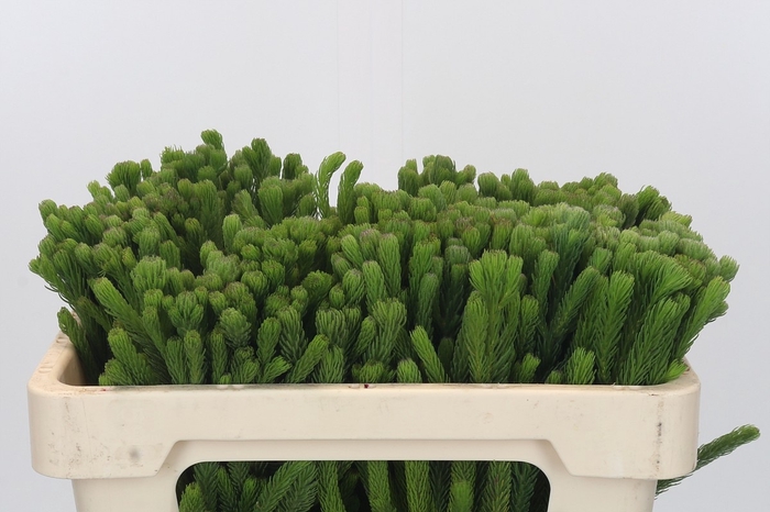 <h4>BRUN ALBIFLORA</h4>