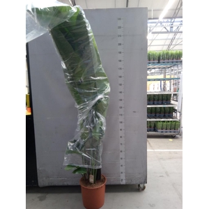 Strelitzia nicolai