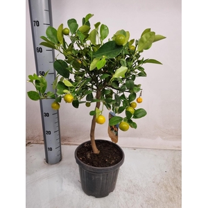 CITR MICROCARPA