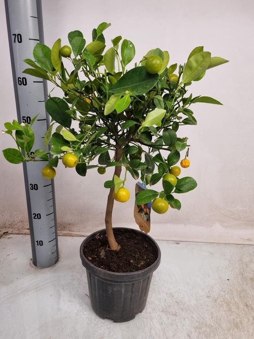 <h4>CITR MICROCARPA</h4>