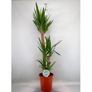 Yucca   ...