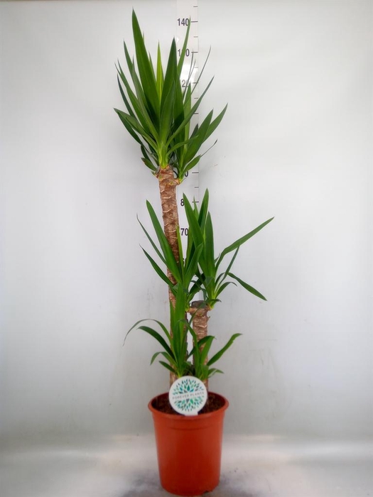 <h4>Yucca   ...</h4>