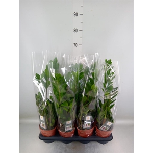 Zamioculcas zamiifolia