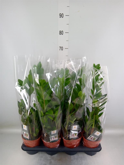 <h4>Zamioculcas zamiifolia</h4>