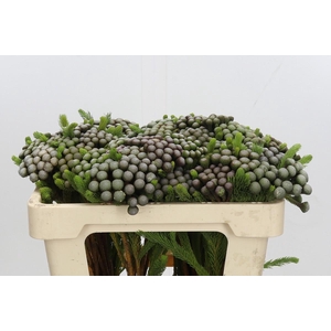 Kaaps Groen Albiflora