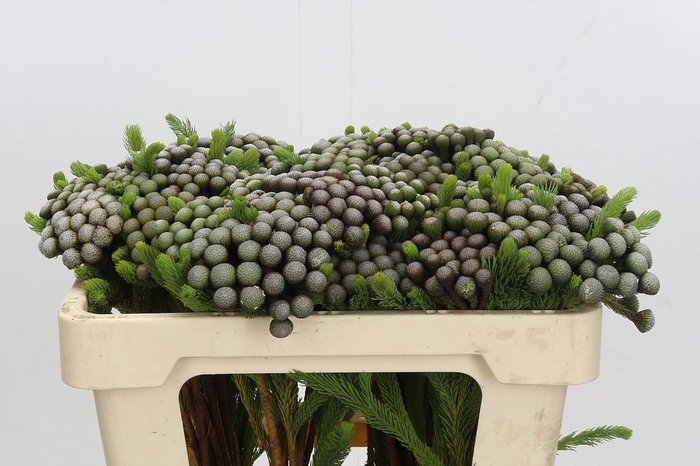 <h4>Cape Green Albiflora</h4>