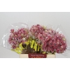 Blushing Bride Pink 2/5 Flowers