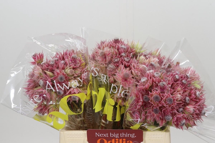 <h4>Blushing Bride Pink 2/5 Flowers</h4>