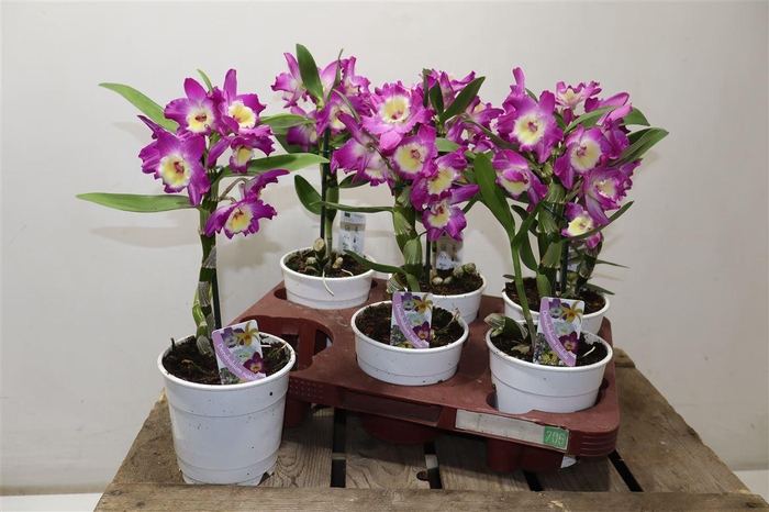 <h4>arr8 Dend Nobile</h4>