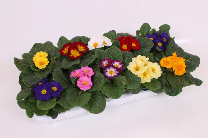 <h4>PRIM ACAULIS GEMENGD</h4>