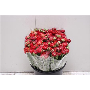 Ranunculus Elegance Red Extra