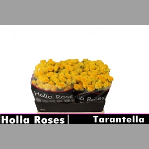 R TR TARANTELLA