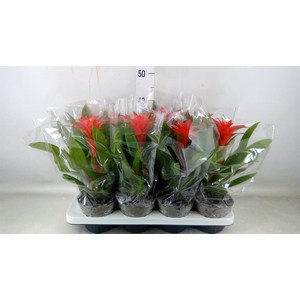 Guzmania  'Amoretto'