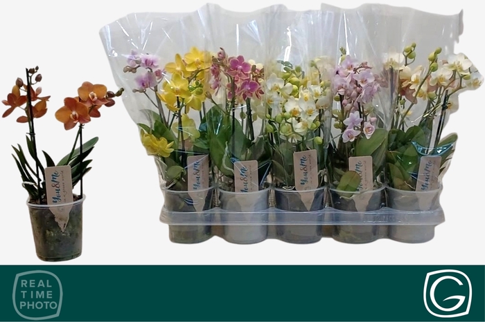 <h4>PHAL MF GEM 4 KL</h4>