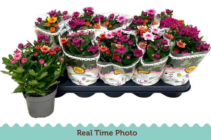 <h4>CHRYS GEM IN POT</h4>