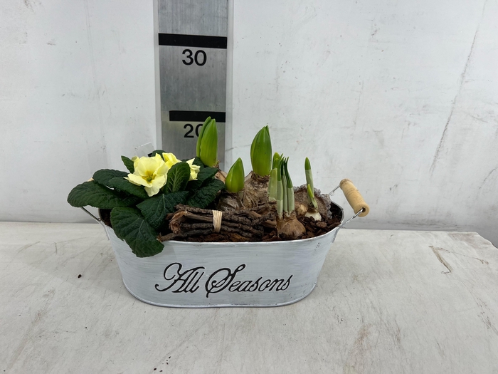 <h4>ARR PL IN SCHAAL</h4>