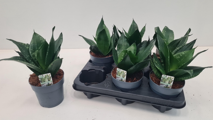 <h4>SANSEV HAHNII</h4>